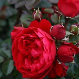 Rosa Climber Florentina™ Arborose® (Florentina™ Arborose®)
