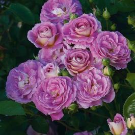 Rosa Floribunda Arctic Blue™ (Arctic Blue&trade;)